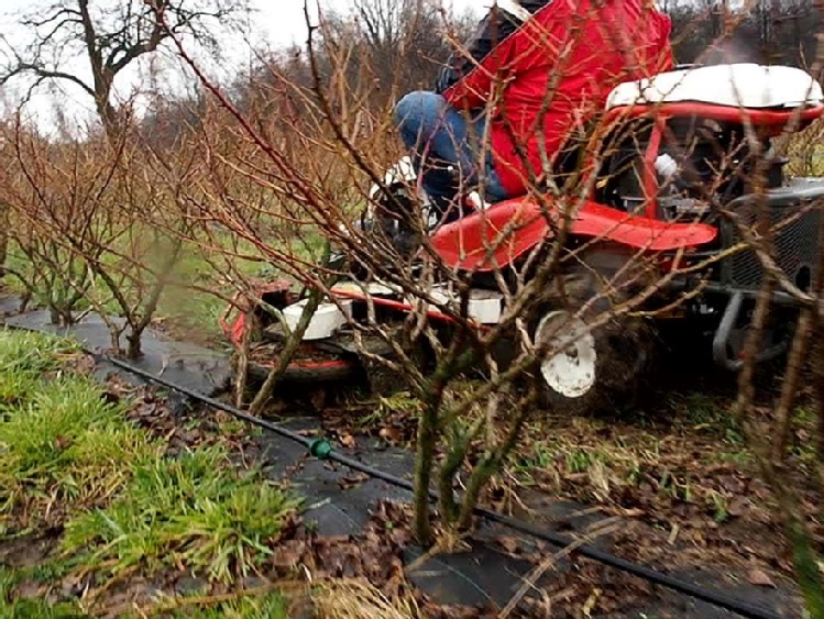 Sprawne mechaniczne odchwaszczanie młodej plantacji borówek